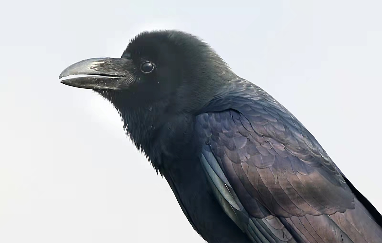 小嘴烏鴉 Corvus corone