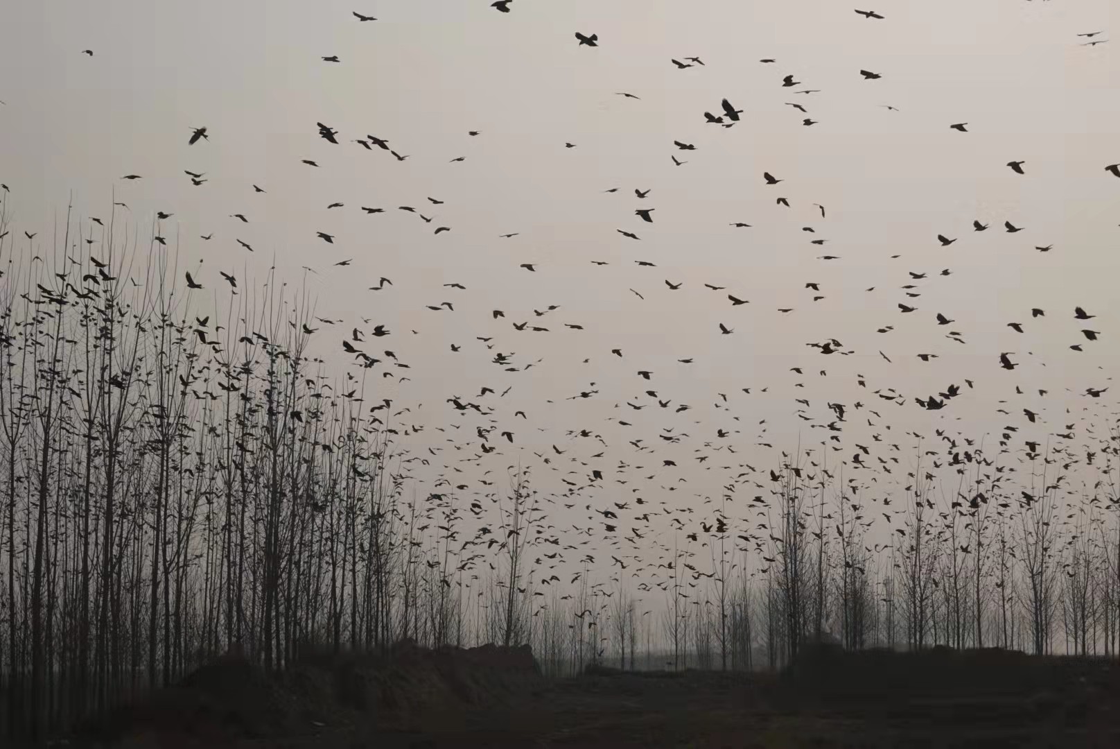 真是乌压压一片 数万只乌鸦齐聚原阳黄河滩区