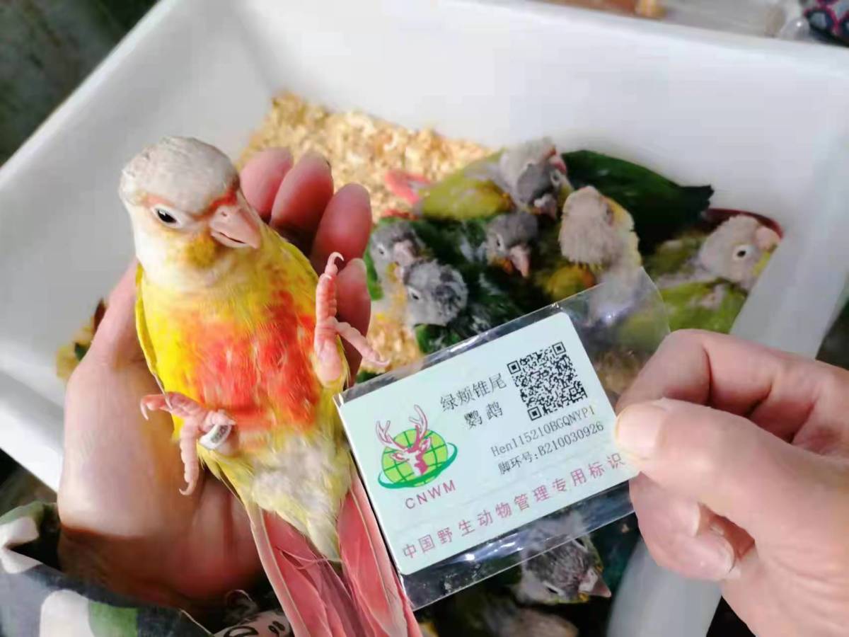 55万只鹦鹉有了合法"身份证"-大河新闻