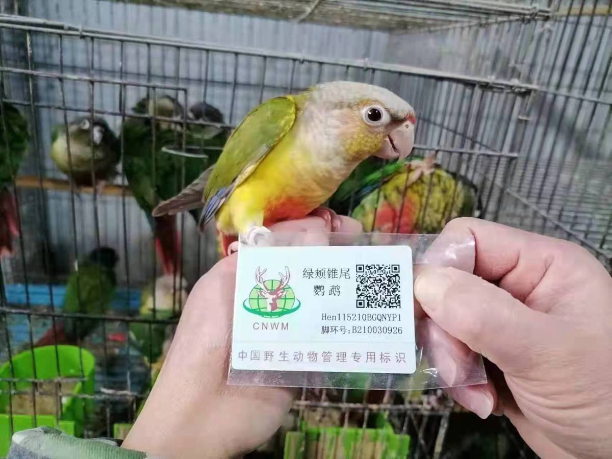 养殖鹦鹉不再违法河南15255万只鹦鹉有了合法身份证
