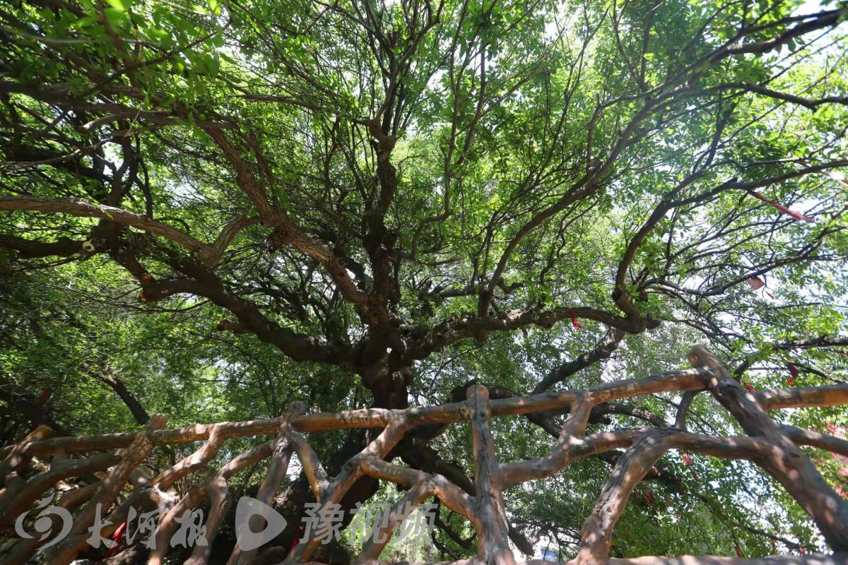 人民公园国槐被评“镇园植宝” 你知道河南哪种古树数量最多？