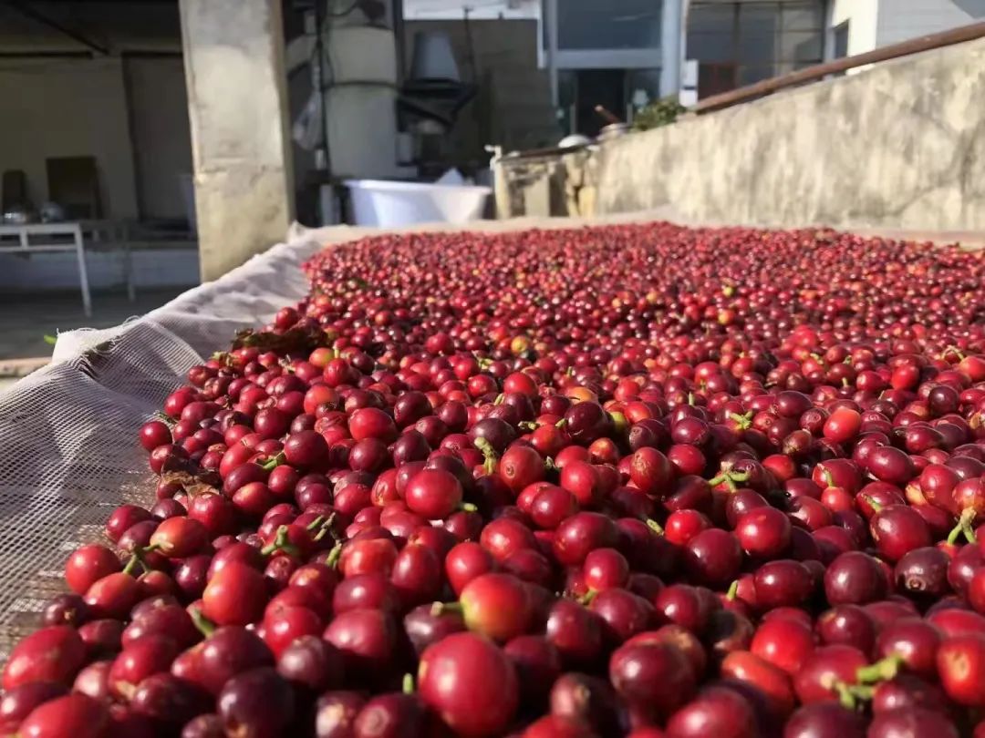 云南小粒咖啡标准化生产技术，鲜果采摘与初加工水洗处理步骤 中国咖啡网