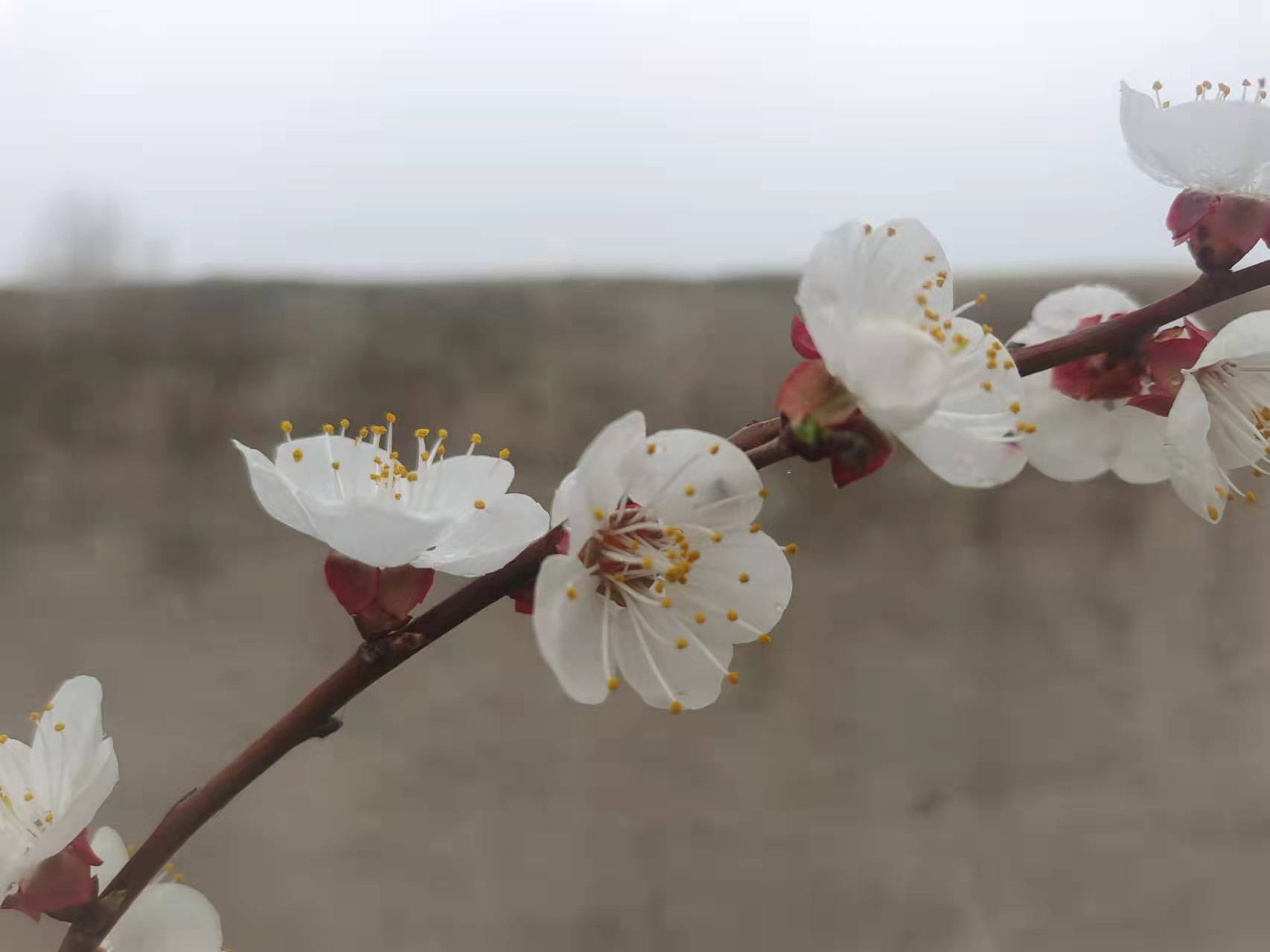 杏花春雨打一肖是什么动物