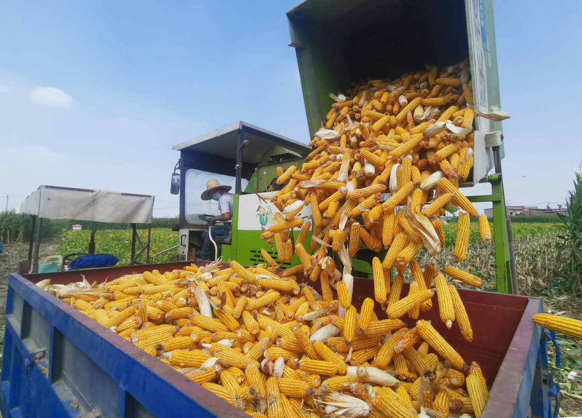 （图片）落实惠农政策 玉米喜获丰收_通讯员之家_焦作网