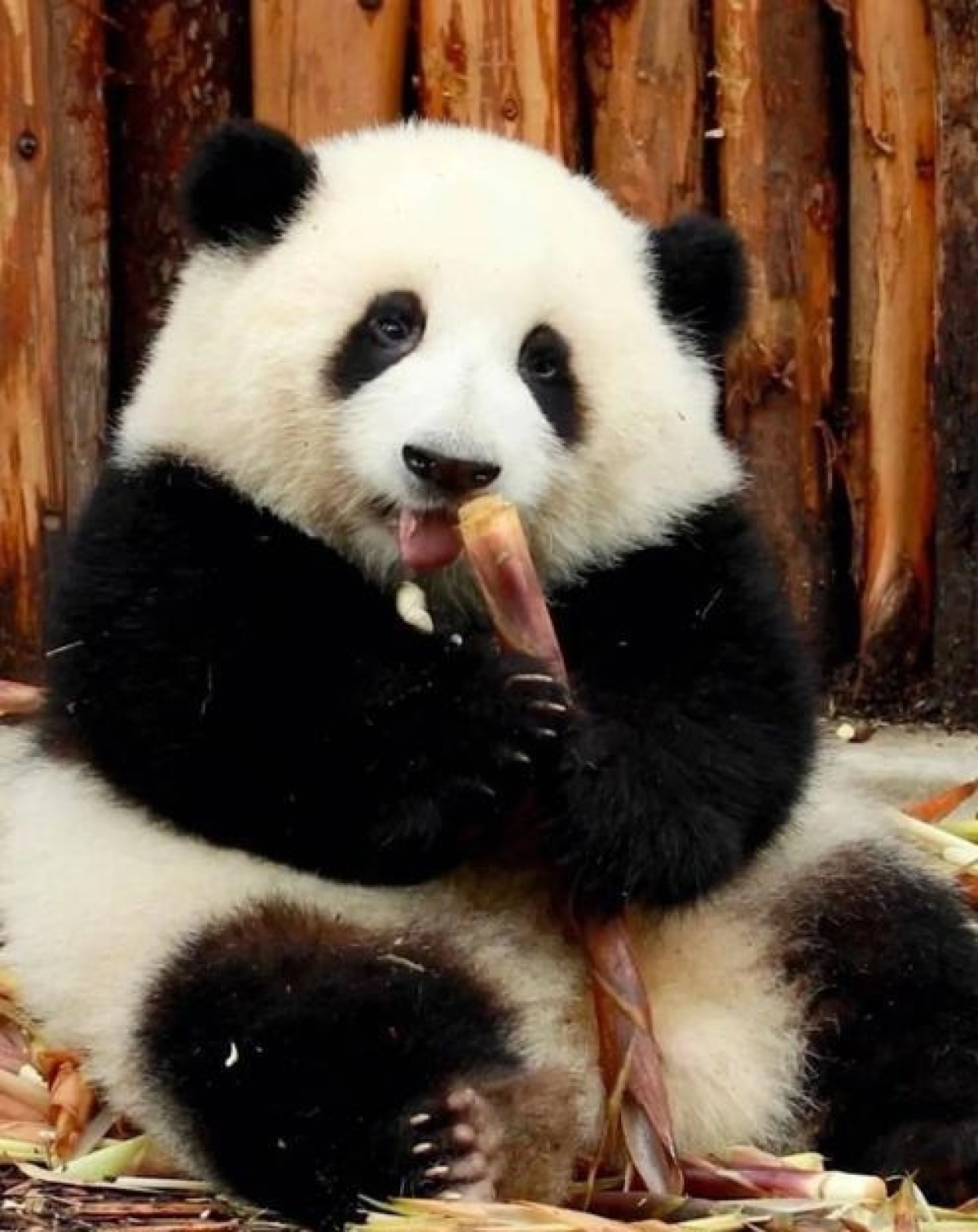 2023最新大熊猫和花可爱图片-大熊猫和花可爱图片大全-配图网
