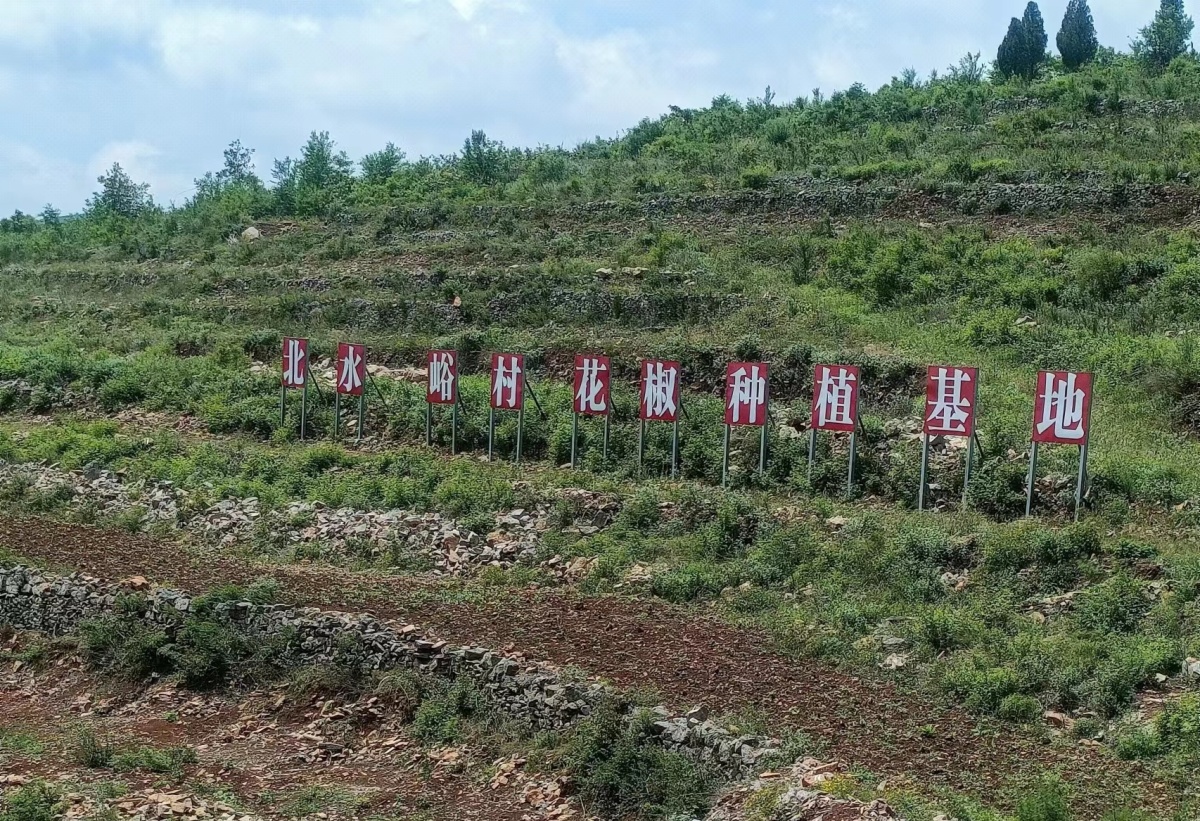 宝丰县观音堂示范区：“党建+产业”激活乡村振兴“新引擎”