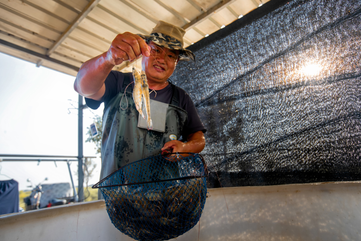 南美白对虾怎么养才能赚钱？南美白对虾养殖技术揭秘。