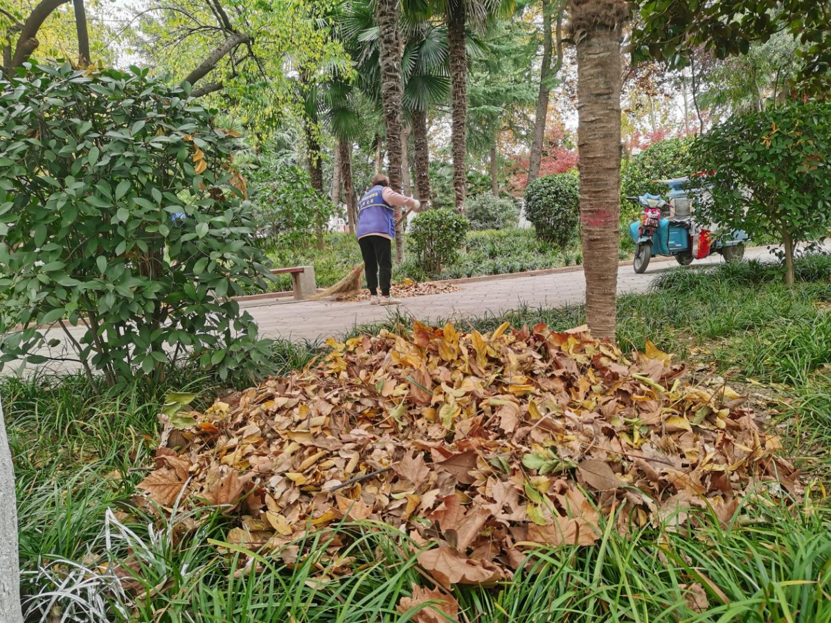 植物冬季病虫害露头就打！漯河城管保护园林绿化成果展开消杀(图3)