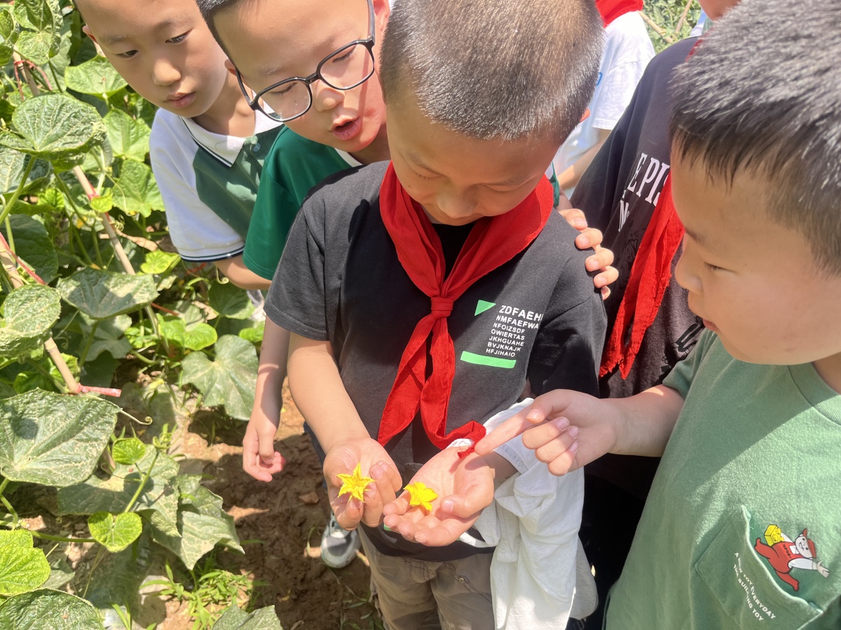郑州市管城回族区南十里铺小学少年跟着农学专家体验农耕文化