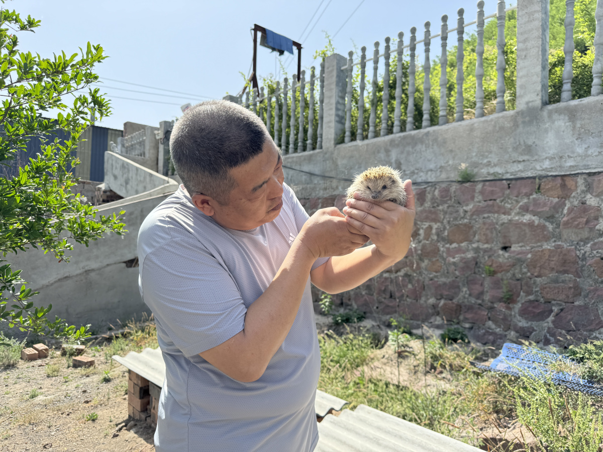 平顶山市宝丰县: "小短腿"刺中能生金
