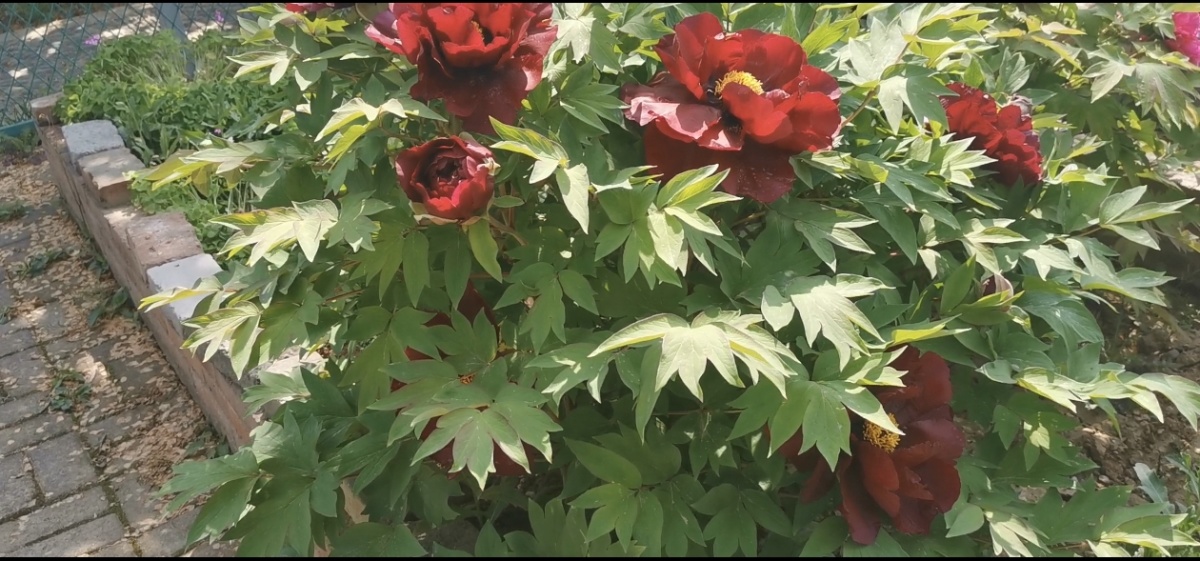 河南月季花基地图片欣赏